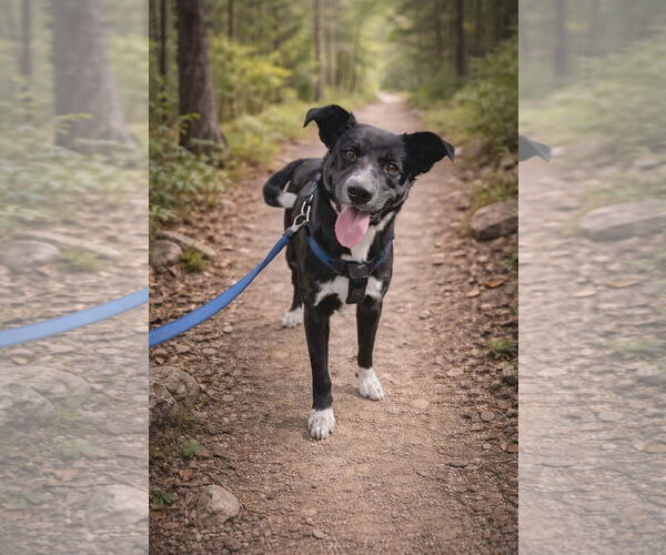 Medium Photo #1 Borador Puppy For Sale in Rustburg, VA, USA