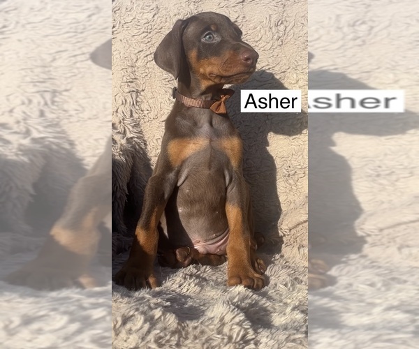 Medium Photo #4 Doberman Pinscher Puppy For Sale in POMEROY, OH, USA