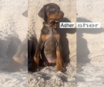 Small #3 Doberman Pinscher