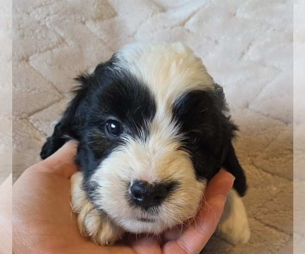 Medium Photo #18 Aussiedoodle Puppy For Sale in WILLS POINT, TX, USA