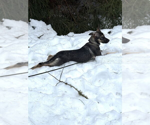 Medium Photo #12 Mutt Puppy For Sale in Oak Bluffs, MA, USA