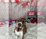 Small #46 American Pit Bull Terrier Mix