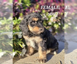 Miniature Bernedoodle-Poodle (Standard) Mix Puppy for sale in MILLVILLE, MN, USA