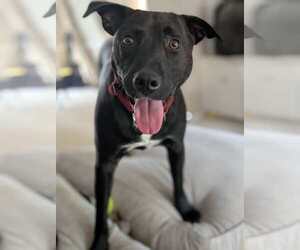 American Pit Bull Terrier-Unknown Mix Dogs for adoption in Germantown, OH, USA