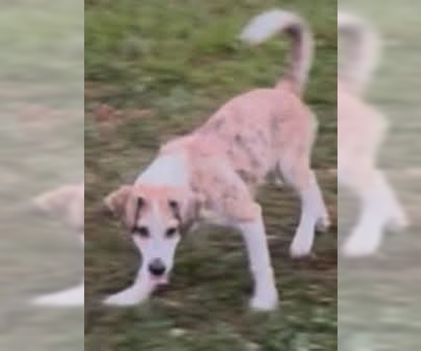 Medium Photo #5 Catahoula Leopard Dog-Golden Retriever Mix Puppy For Sale in Aurora, IN, USA