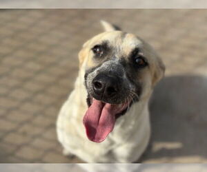 Mutt Dogs for adoption in Tulsa, OK, USA