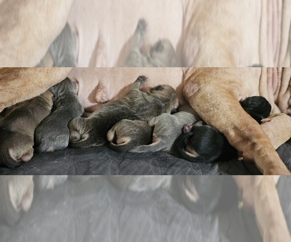 Medium Photo #1 Chinese Shar-Pei Puppy For Sale in APPLE VALLEY, CA, USA