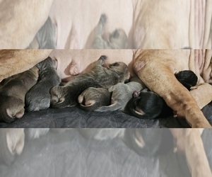 Chinese Shar-Pei Puppy for sale in APPLE VALLEY, CA, USA