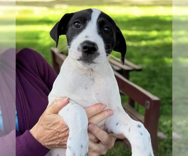 Medium Photo #9 Border Collie-Unknown Mix Puppy For Sale in San Diego, CA, USA