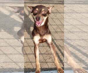 Mika Wazowski - Female Chiweenie Dog for Adoption