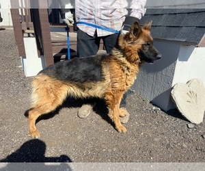 German Shepherd Dog Puppy for sale in COLORADO SPGS, CO, USA
