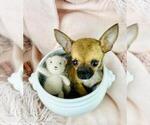 Small #19 Chihuahua