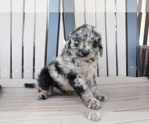 Miniature Labradoodle Puppy for sale in SHILOH, OH, USA