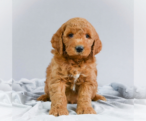 Goldendoodle Puppy for sale in ITASCA, TX, USA