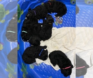 Bernedoodle Puppy for Sale in WACO, Texas USA
