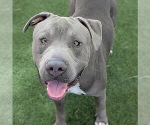 Mutt Dogs for adoption in Las Vegas, NV, USA