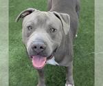 *BUDDY - Male Mutt Dog for Adoption - Small photo
