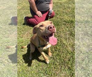 Mutt Dogs for adoption in Abbeville, LA, USA