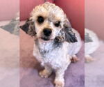 Small #2 Poodle (Miniature) Mix
