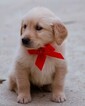 Small Photo #5 Golden Retriever Puppy For Sale in NEW PITTSBURGH, OH, USA