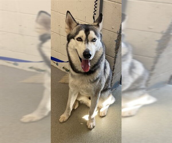 Medium Photo #1 Siberian Husky Puppy For Sale in San Bernardino, CA, USA