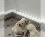 Small Photo #18 Labrador Retriever Puppy For Sale in GOODYEAR, AZ, USA