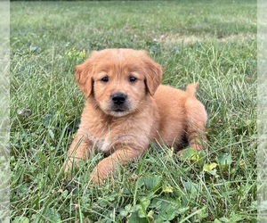 Golden Retriever Puppy for Sale in FRANKLIN, Indiana USA