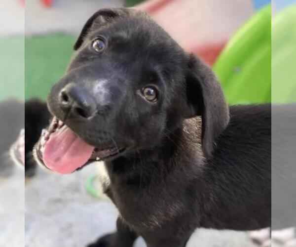 Medium Photo #13 Labrador Retriever-Unknown Mix Puppy For Sale in San Diego, CA, USA