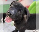 Small #12 Labrador Retriever Mix