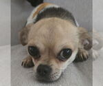Small #1 Chihuahua