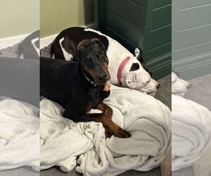 Doberman Pinscher Dogs for adoption in Buffalo, MN, USA
