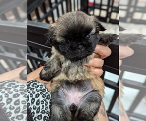 Shih Tzu Puppy for sale in HYATTSVILLE, MD, USA