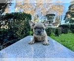 Small Photo #188 French Bulldog Puppy For Sale in HAYWARD, CA, USA