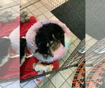 Small #2 Australian Terrier Mix