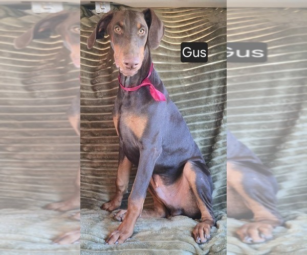 Medium Photo #2 Doberman Pinscher Puppy For Sale in POMEROY, OH, USA