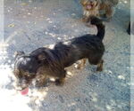 Small #7 Poodle (Miniature) Mix