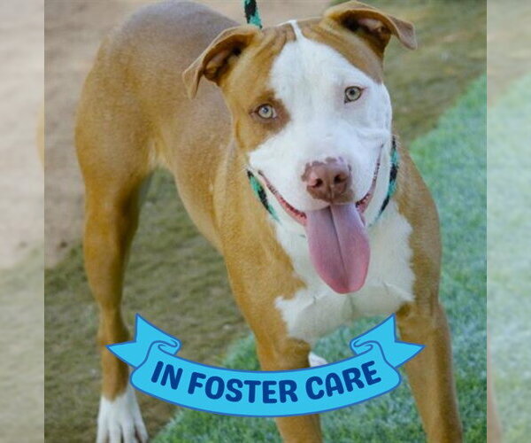 Medium Photo #3 American Staffordshire Terrier-Unknown Mix Puppy For Sale in Tallahassee, FL, USA