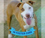 Small #2 American Staffordshire Terrier Mix