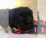 Small #7 Brussels Griffon