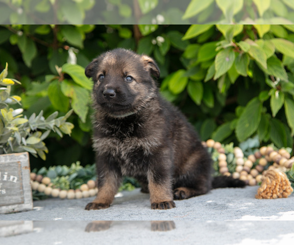Medium Photo #3 German Shepherd Dog Puppy For Sale in SHIPSHEWANA, IN, USA