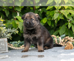 Small #1 German Shepherd Dog