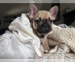 Small #2 French Bulldog