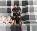 Small Photo #3 Rottweiler Puppy For Sale in CHRISTIANA, PA, USA