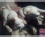 Small #3 Labrador Retriever Mix