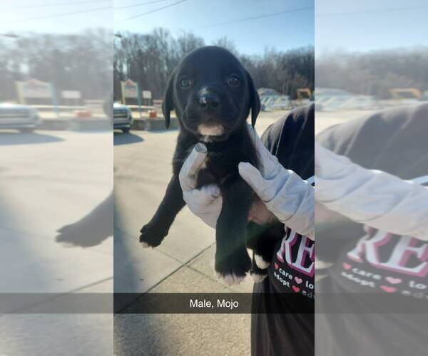 Medium Photo #3 Mutt Puppy For Sale in Evansville, IN, USA