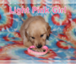 Small Photo #2 Golden Retriever Puppy For Sale in PORTAGE, WI, USA