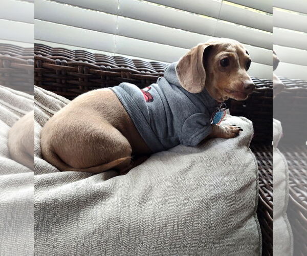 Medium Photo #1 Dachshund Puppy For Sale in Shelbyville, TN, USA