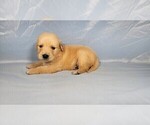 Small #5 Golden Retriever