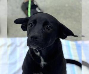 Chocolate Labrador retriever-Unknown Mix Dogs for adoption in Yardley, PA, USA