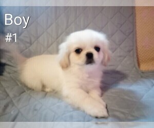 Pekingese Puppy for sale in MBORO, TN, USA